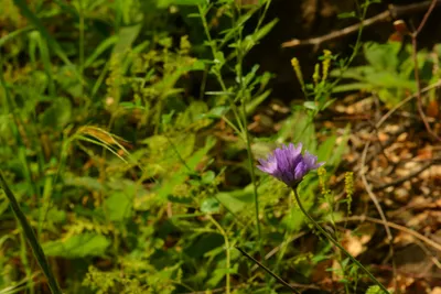 DSC_6351 (Large).JPG